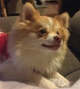 beaver colored Pomeranian